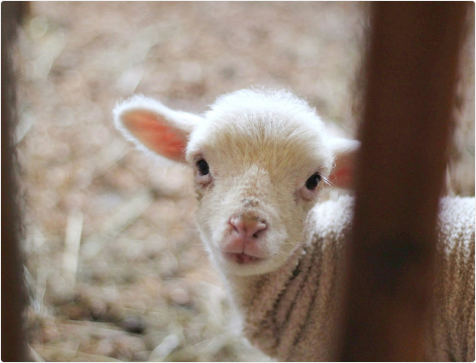 A Life Worth Protecting